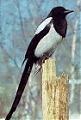   magpie